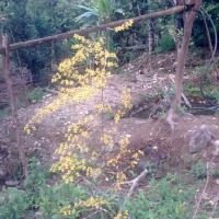 Foto de Shell-Pastaza