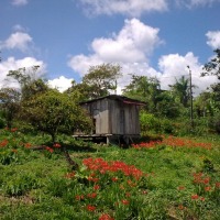 Foto de Simón Bolívar (Mushullacta)