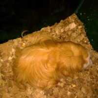 Foto de Shell
