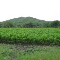 Foto: ajies en los conucos - Los Conucos