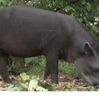 Foto de Pastaza