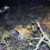 Foto de Kruger National Park
