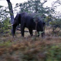 Foto de Kruger National Park