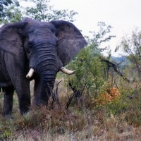 Foto de Kruger National Park