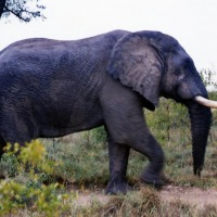 Foto de Kruger National Park
