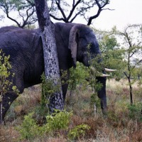 Foto de Kruger National Park