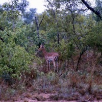 Foto de Kruger National Park