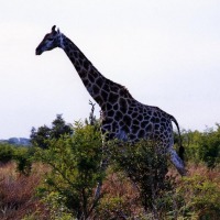Foto de Kruger National Park