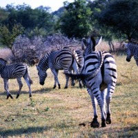 Foto de Kruger National Park