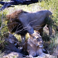 Foto de Kruger National Park