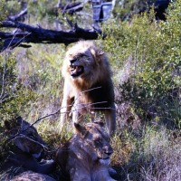 Foto de Kruger National Park