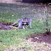 Foto de Kruger National Park
