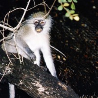 Foto de Kruger National Park