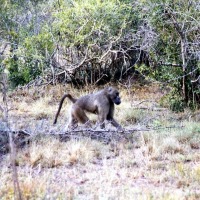 Foto de Kruger National Park