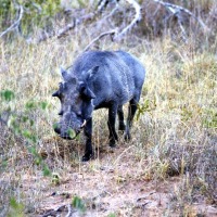 Foto de Kruger National Park