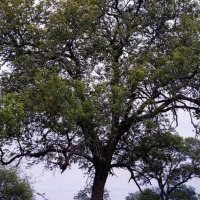 Foto de Kruger National Park