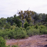 Foto de Kruger National Park