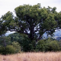 Foto de Kruger National Park