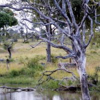 Foto de Kruger National Park