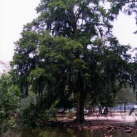 Foto de Nueva Orleans