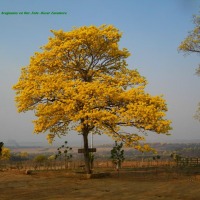 Foto de Guarico