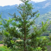 Foto de Abancay
