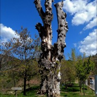 Foto de Camarena de la Sierra