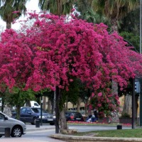 Foto de Murcia