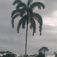 Foto de Te Zulay (Pastaza)