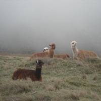 Foto de Chimborazo