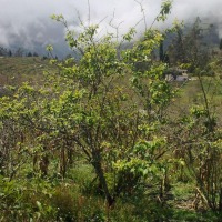 Foto de Bayushig