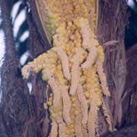 Foto de Puyo (Pastaza)