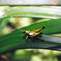 Foto de Puyo (Pastaza)
