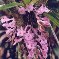 Foto de Puyo (Pastaza)