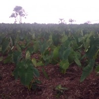 Foto de Simon Bolivar Mushullacta (Pastaza)