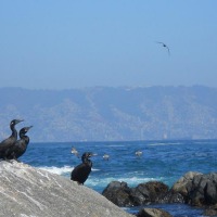 Foto de Viña del Mar