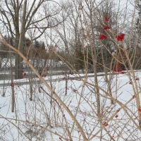 Foto de London (Ontario)