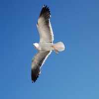 Foto de Mar Báltico