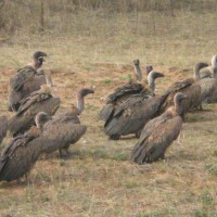 Foto de Parque Nacional Kruger