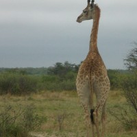 Foto de Parque Nacional Kruger