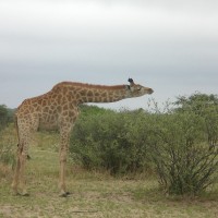 Foto de Parque Nacional Kruger