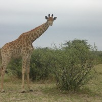 Foto de Parque Nacional Kruger