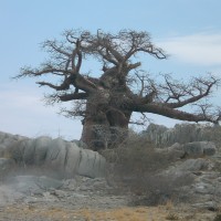 Foto de Parque Nacional Kruger