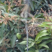 Foto: Iguana - Guayas