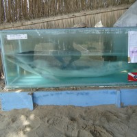 Foto: Delfin - Ballenita