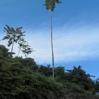 Foto de Rio Luis