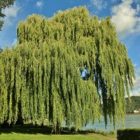 Foto: Vista del pueblo - St. Goar