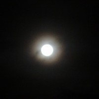 Foto: Luna - Shell