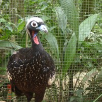 Foto: Parque das Aves. - Foz do Iguazú