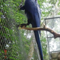 Foto: Parque das Aves. - Foz do Iguazú